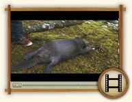 Vidéo - Piégeage du castor 